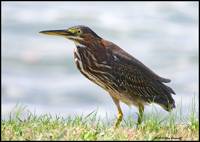 _1SB6904 green heron.jpg